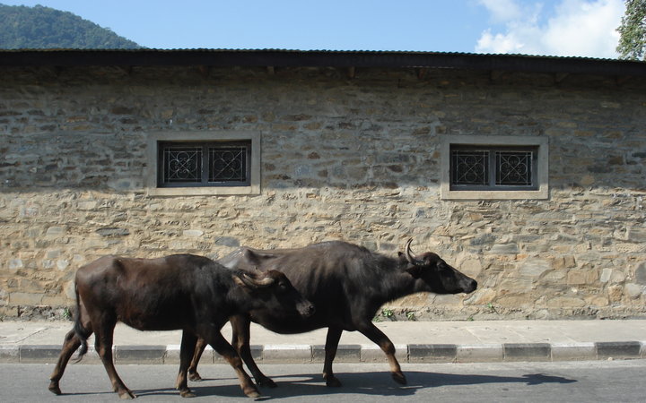 Pokhara