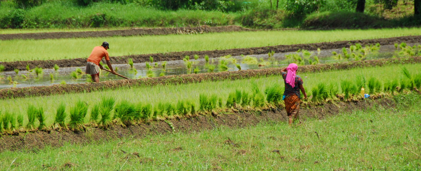 N PO TR Chitwan Dave 2009 4
