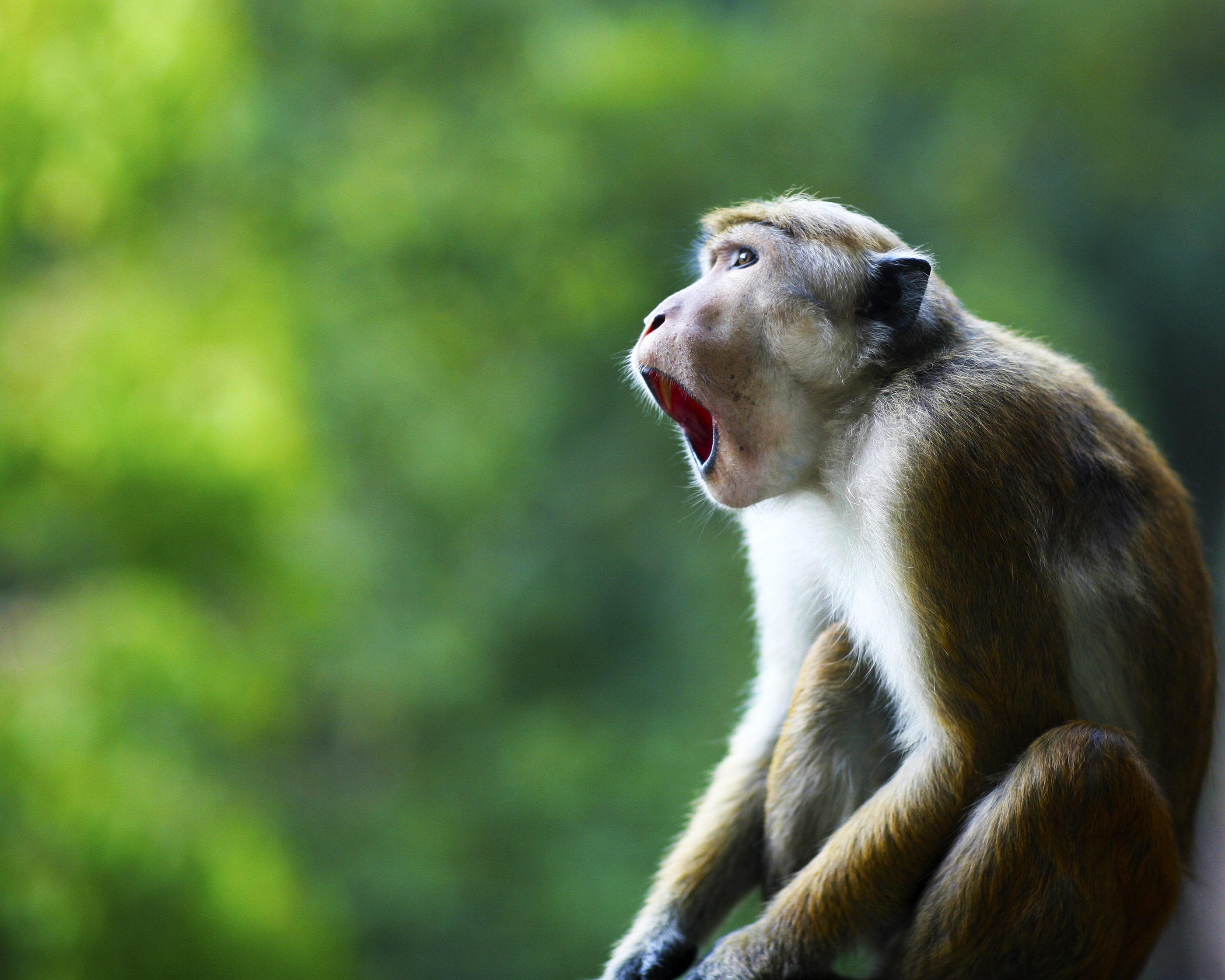 Bree Turner - Nursing Electives in Sri Lanka Kandy