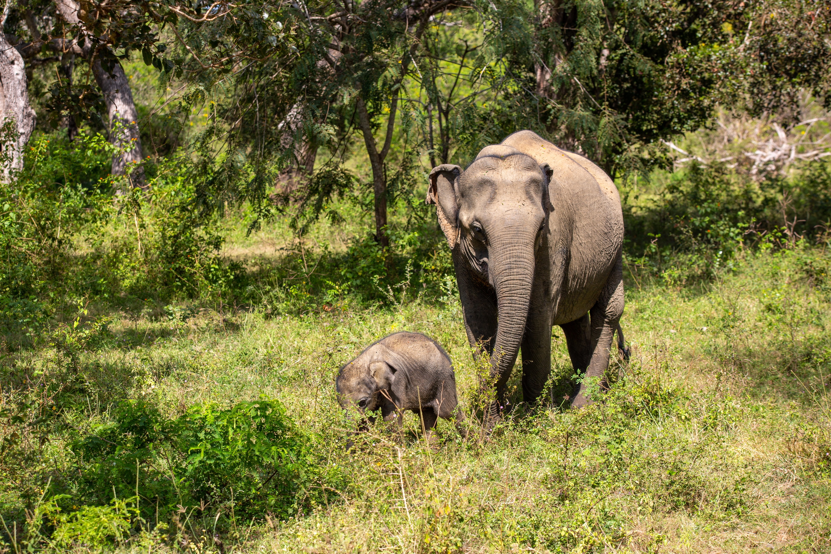 Sri Lanka elephants