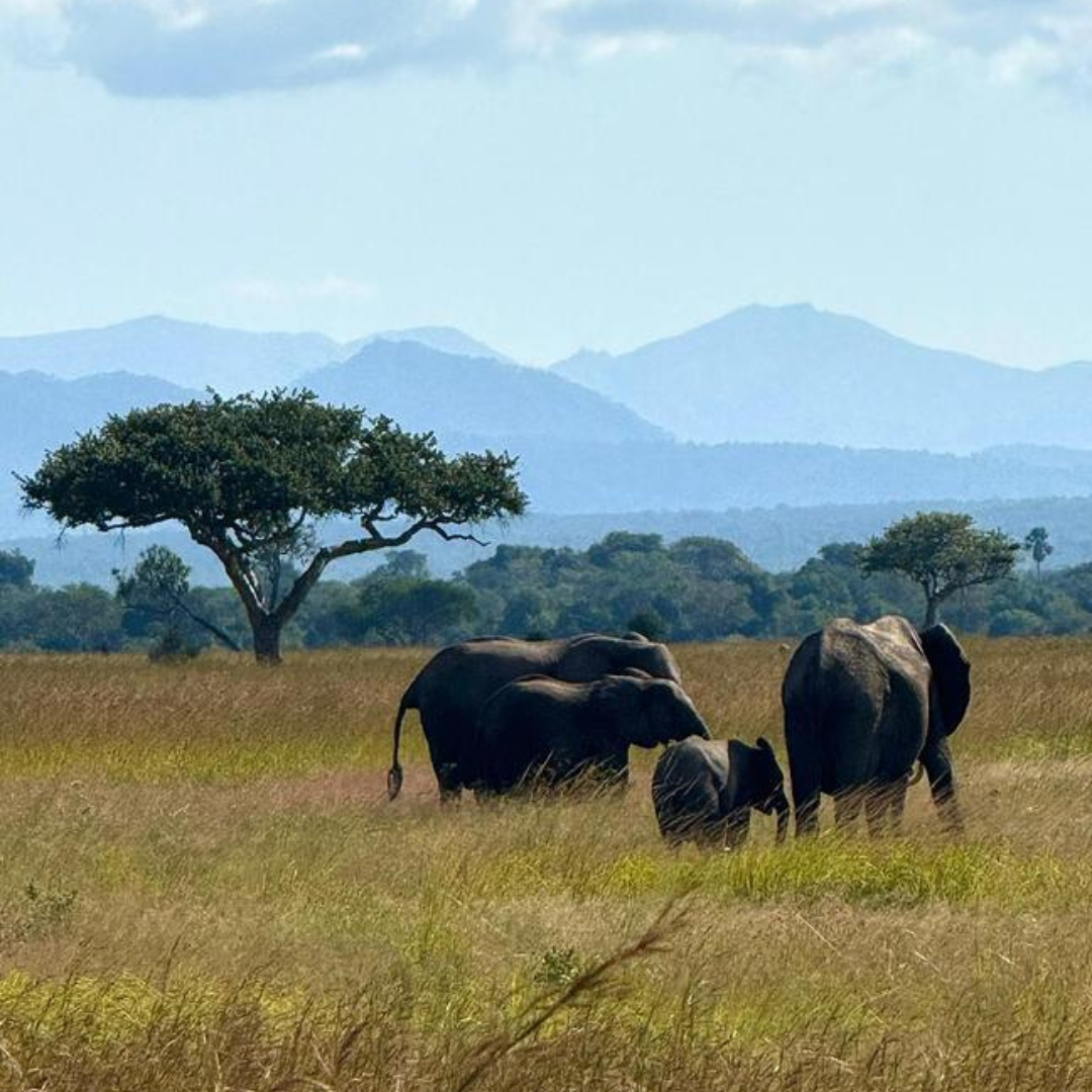 Tanzania Thumbnail