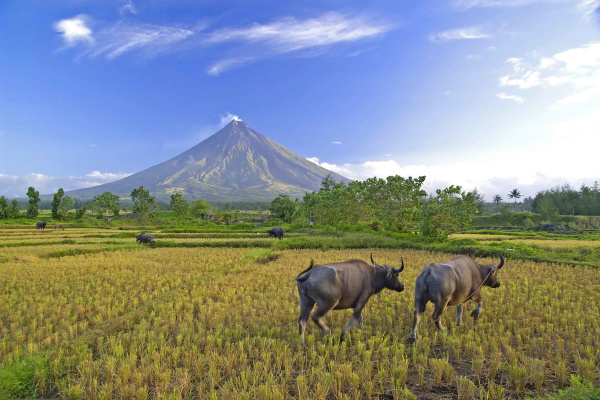 Buffalos under mayon volcano
