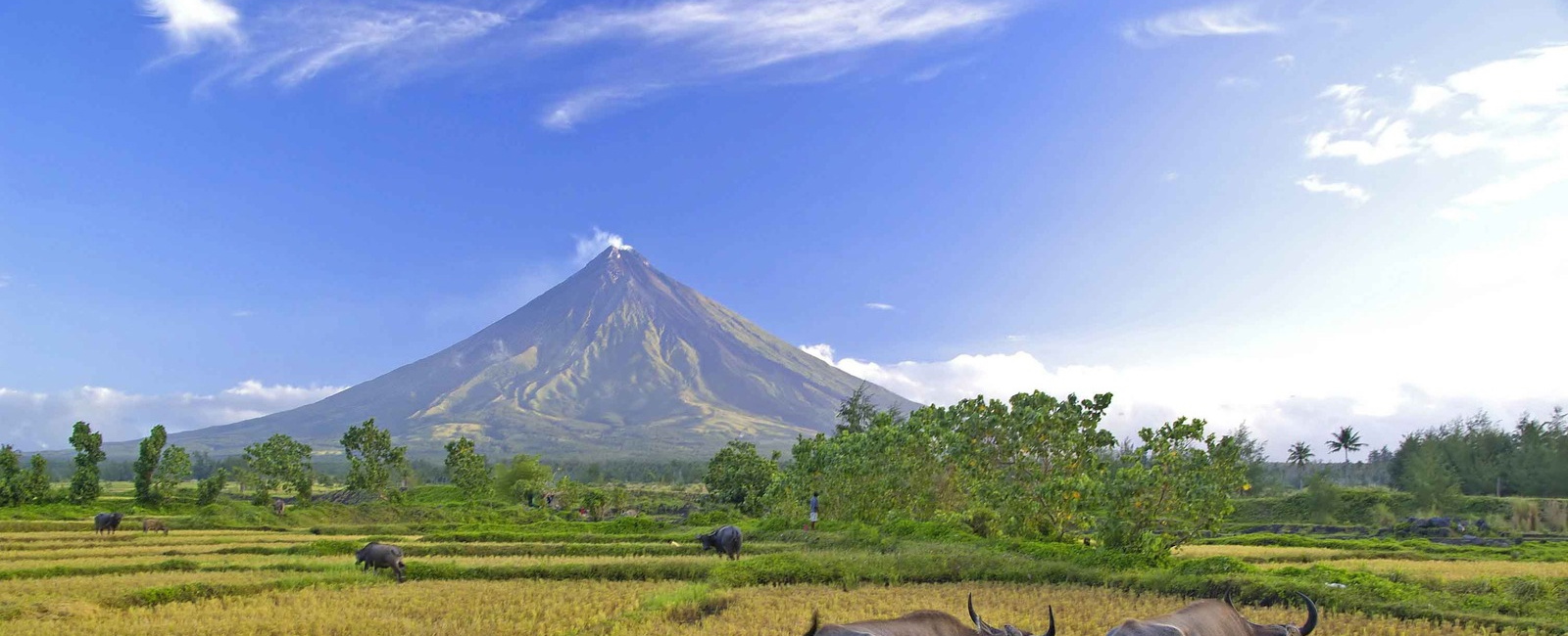 Buffalos under mayon volcano 1 1