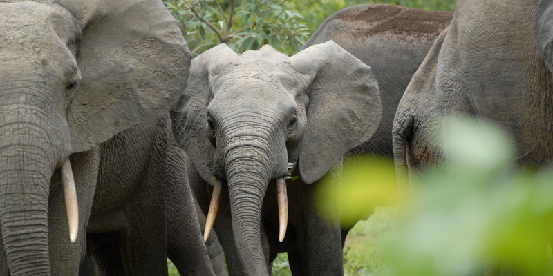 Family of elephant in Kakum National Park