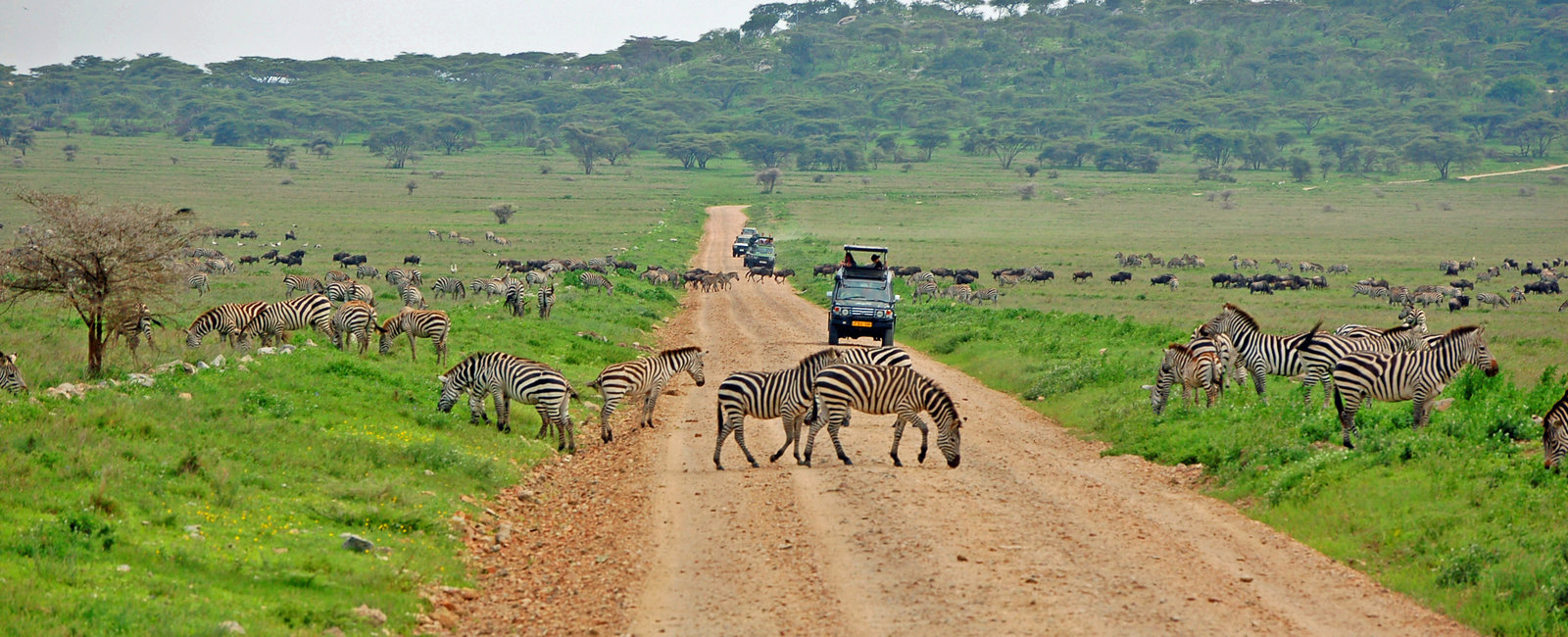 Wilderbeest migration 7